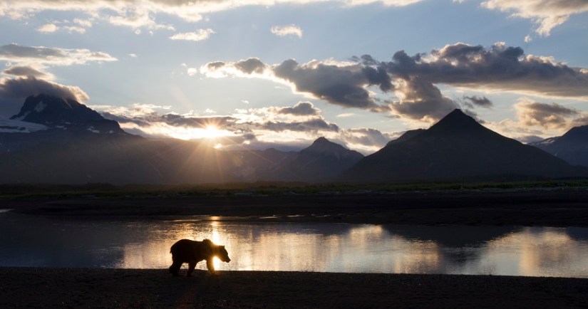 Disneynature's BEARS